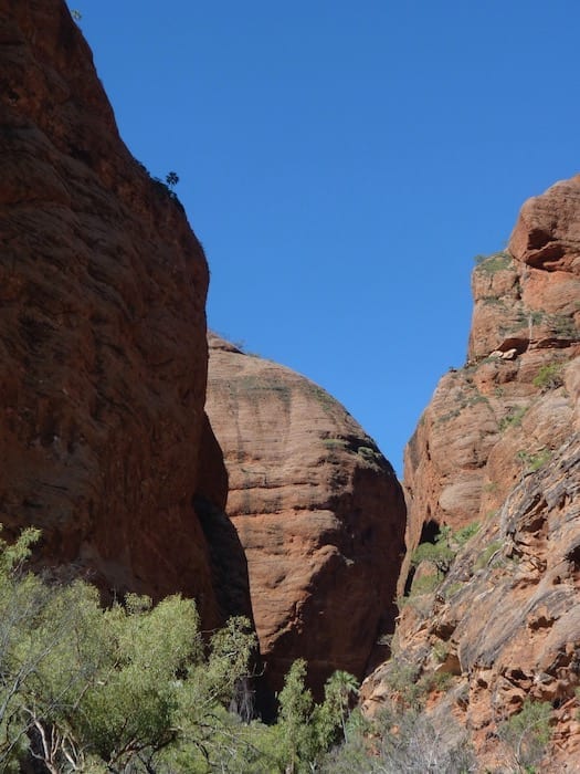 A tiny (mini?) palm on top of the cliff, Mini Palms Gorge, Purnululu National Park.