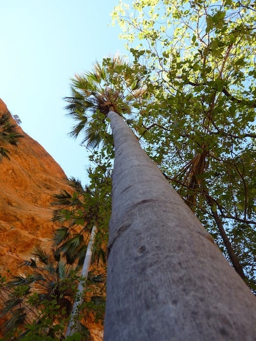 Massive Livistonia fan palm, Mini Palms Gorge, Purnululu National Park..