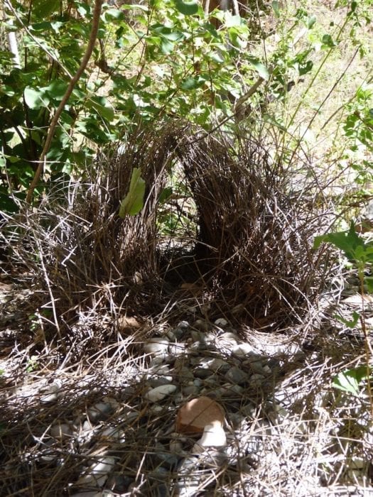 Bower bird's nest. Amongst others things, it had a 2 dollar coin and and a snake skin inside. Echinda Chasm, Bungle Bungles, Purnululu National Park.