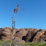 Beehive domes of the Bungle Bungles, Purnululu National Park.