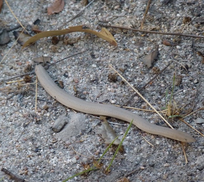 Legless lizard. Manyallaluk, Northern Territory.