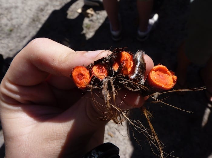 This plant is used to dye pandanus leaves for baskets. The only indication it was there was a single green shoot sticking out of the ground. Once dug up, the roots were this brilliant orange. Manyallaluk, Northern Territory.