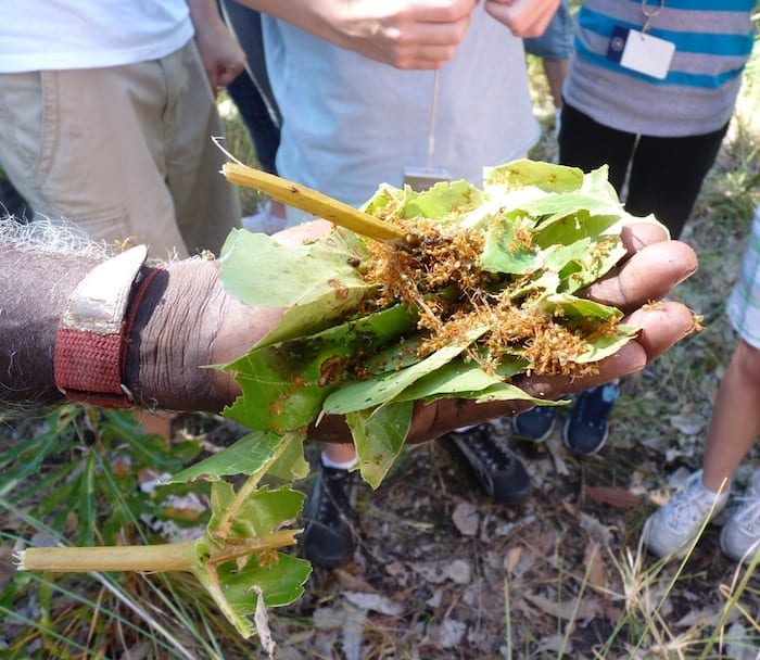 John pulled a green ant nest out of a tree and crushed them. We all had a taste - they have a pleasant lemon/lime flavour. The kids have taken to munching on them regularly now! Manyallaluk, Northern Territory.