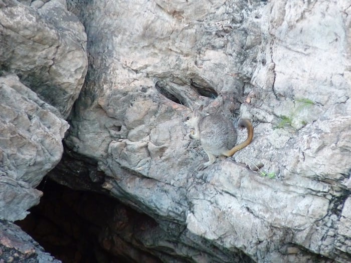 Short eared rock wallaby, Lake Argyle Cruises.