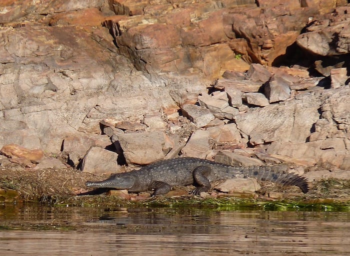 Freshwater crocodile, Lake Argyle Cruises.