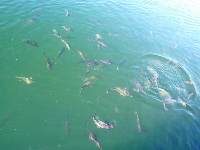 The lake is teeming with fish, Lake Argyle Cruises.