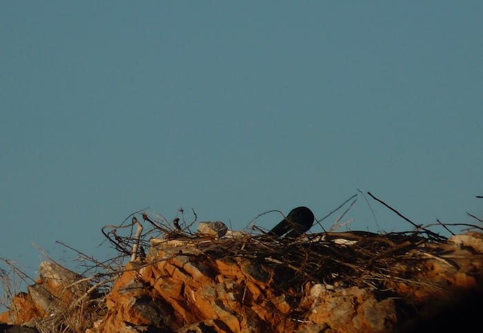 A jabiru nesting among the rocks. Lake Argyle Cruises.