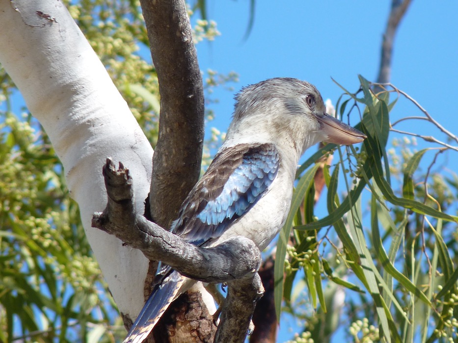 Blue winged kookaburra, Lake Argyle.