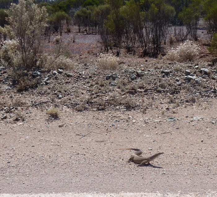 A goanna waiting to hitch a ride into town. Golden Quest Discovery Trail.