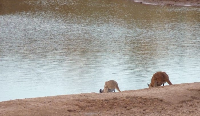 Kangaroos having a late afternoon drink at Niagara Dam. Golden Quest Discovery Trail.