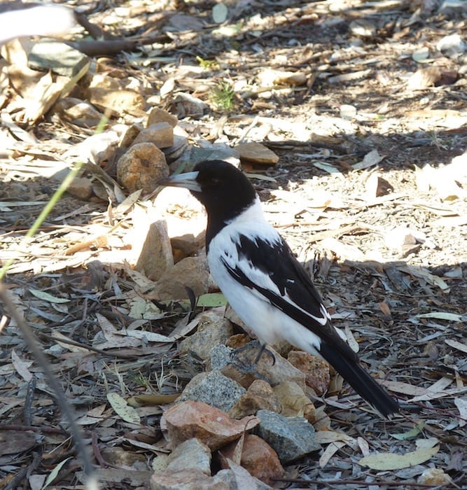 We had a visitor at breakfast, Niagara Dam. Golden Quest Discovery Trail.