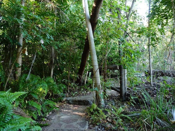 Rainforest walk at Wangi Falls, Litchfield National Park.