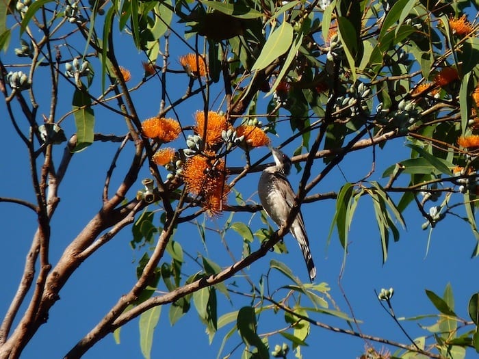 Honey-eater, Litchfield National Park.