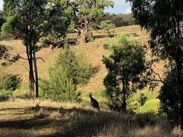 Kangaroo at Big River campground, Goulburn River National Park.