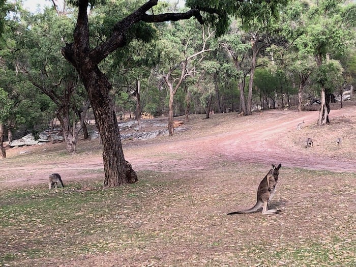 Kangaroos in the early morning, Goulburn River National Park.