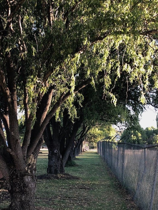 Avenue of trees, Walcha Caravan Park.