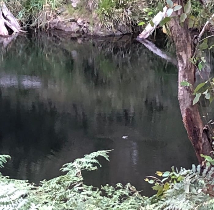 Platypus in the river, Wattle Flat Campground.