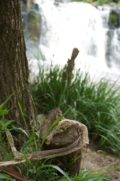 Brown snake skin at Tooloom Falls, Border Ranges NSW.