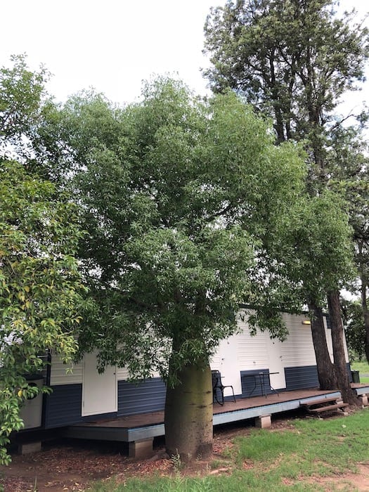 Boab tree at Condamine QLD.