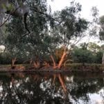 Sunset reflecting off the gums, Bollon QLD.