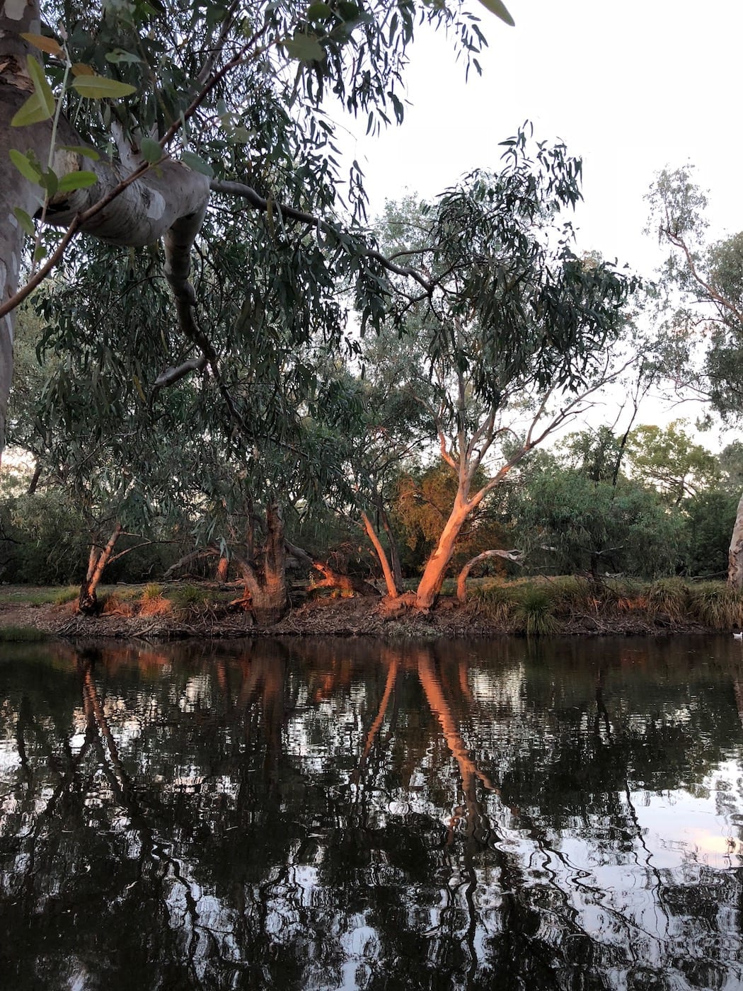 Sunset reflecting off the gums, Bollon QLD.