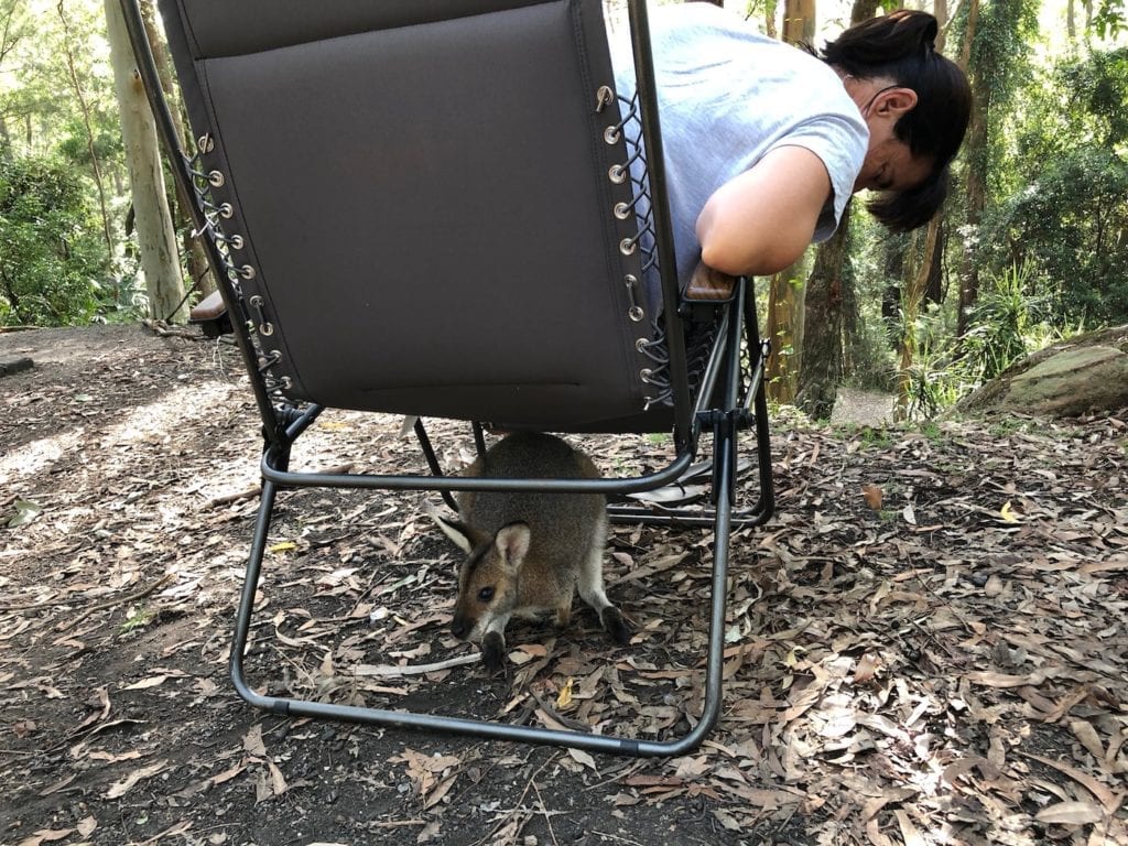 Wallaby hiding under a chair. Gap Creek Campground, Watagans National Park.