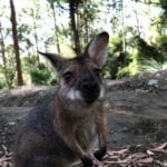 Wallaby checking out the camera. Gap Creek Campground, Watagans National Park.