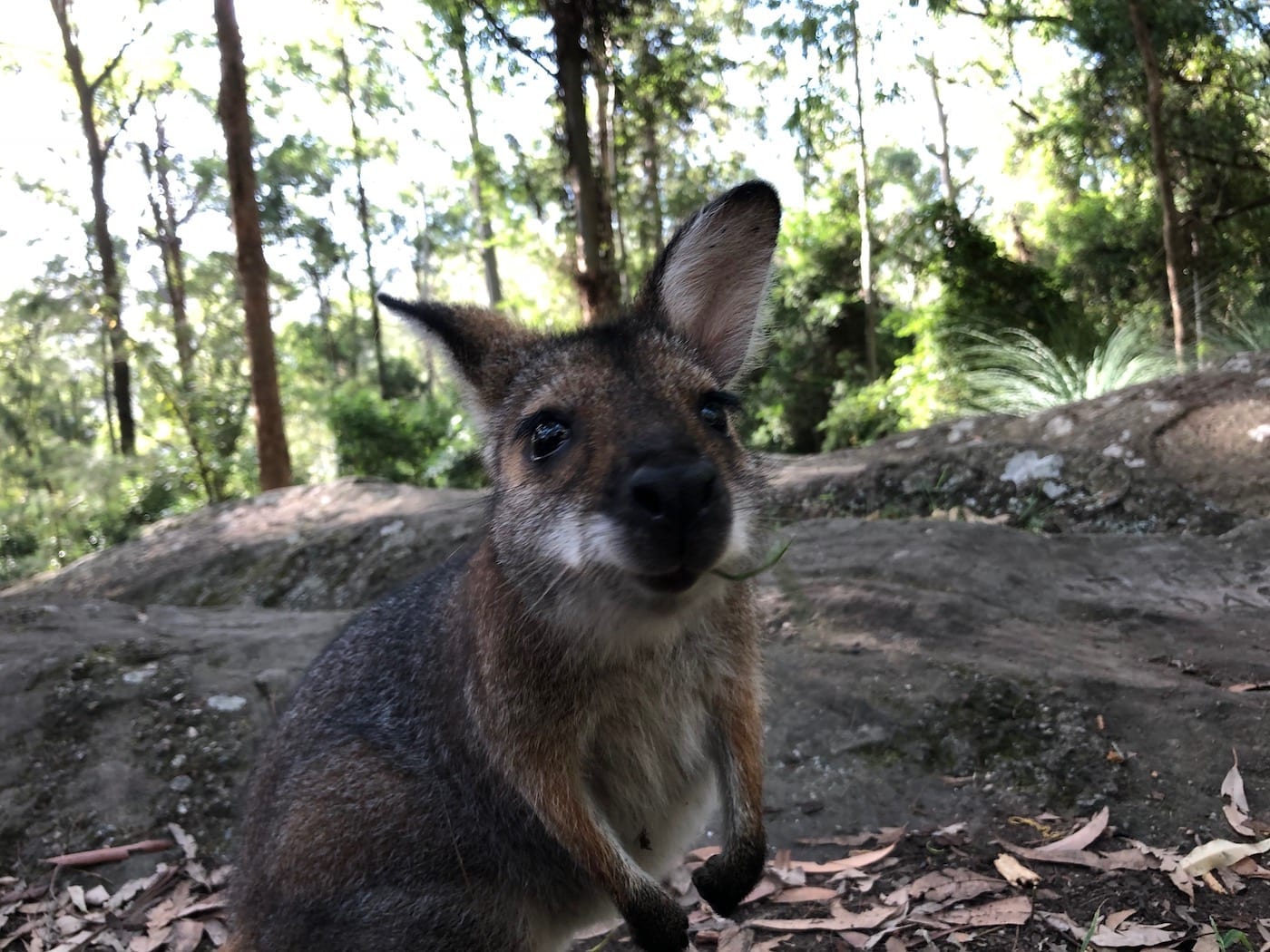 Wallaby checking out the camera. Gap Creek Campground, Watagans National Park.