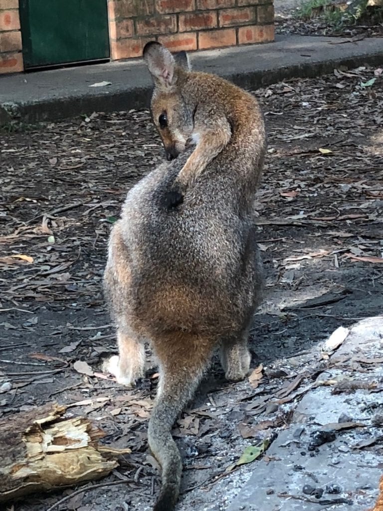 Wallaby having a scratch. Gap Creek Campground, Watagans National Park.