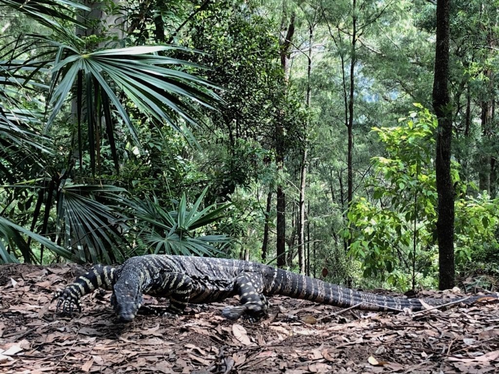 Goanna on the prowl. Gap Creek Campground, Watagans National Park.