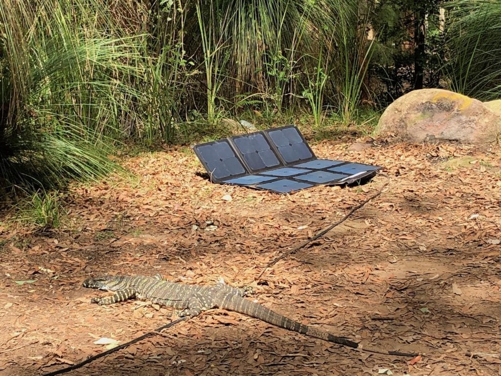 Goanna guarding our solar blanket. Gap Creek Campground, Watagans National Park.