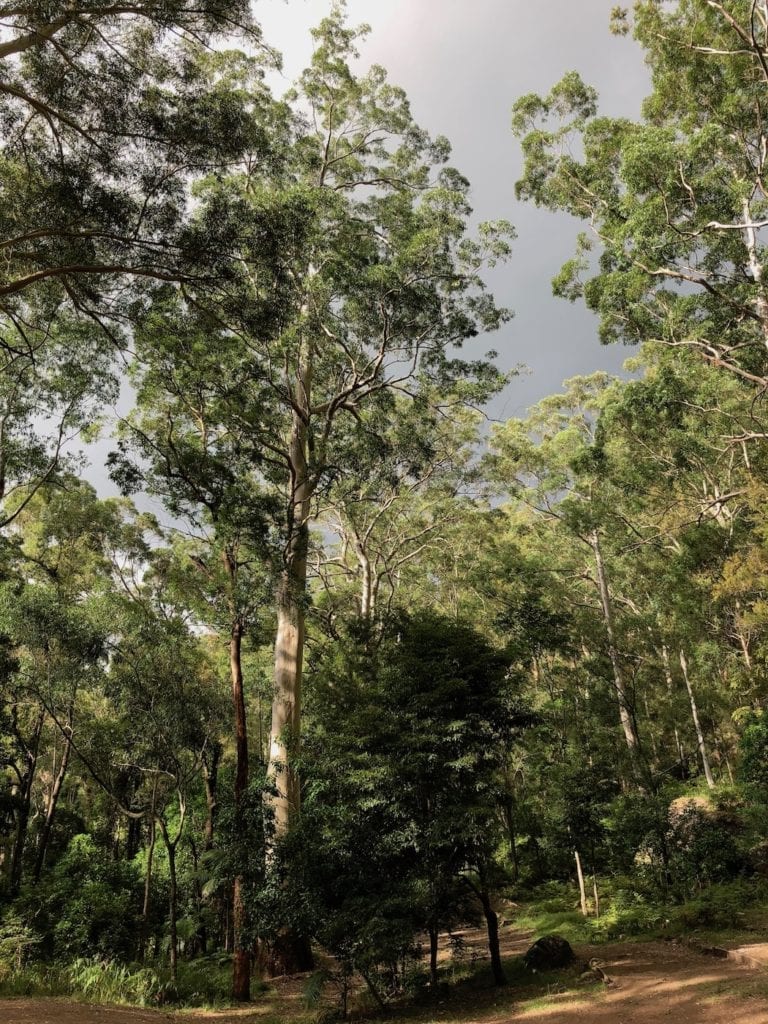 Dark rain clouds through huge gums. Gap Creek Campground, Watagans National Park.