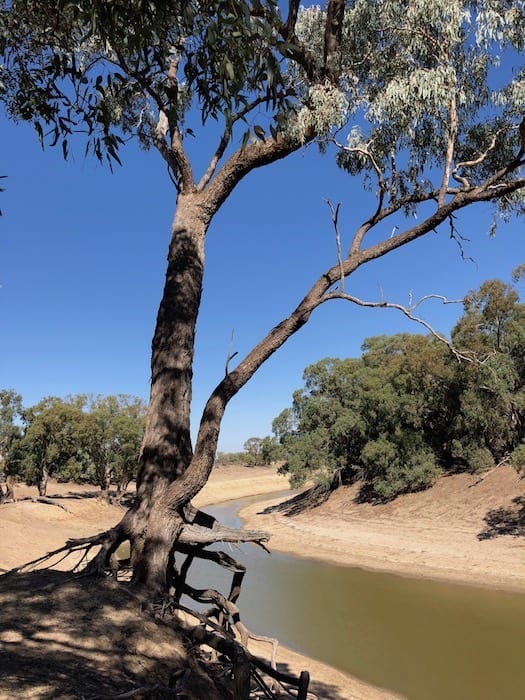 River red gum clinging to the banks of the Darling River.