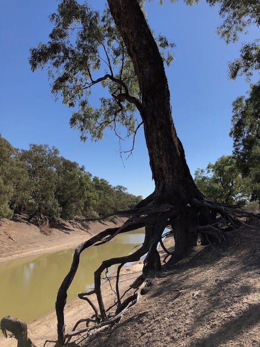 River red gum clinging to the banks of the Darling River.