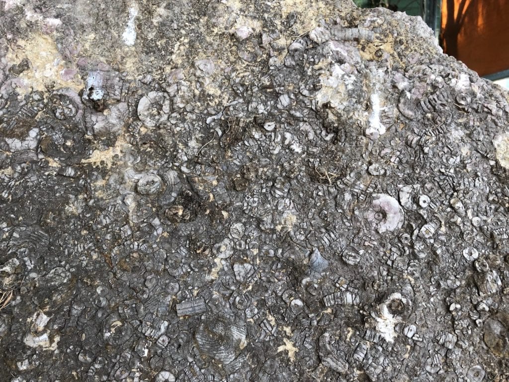 Hundreds of fossils impregnated in a boulder. Cracow QLD.