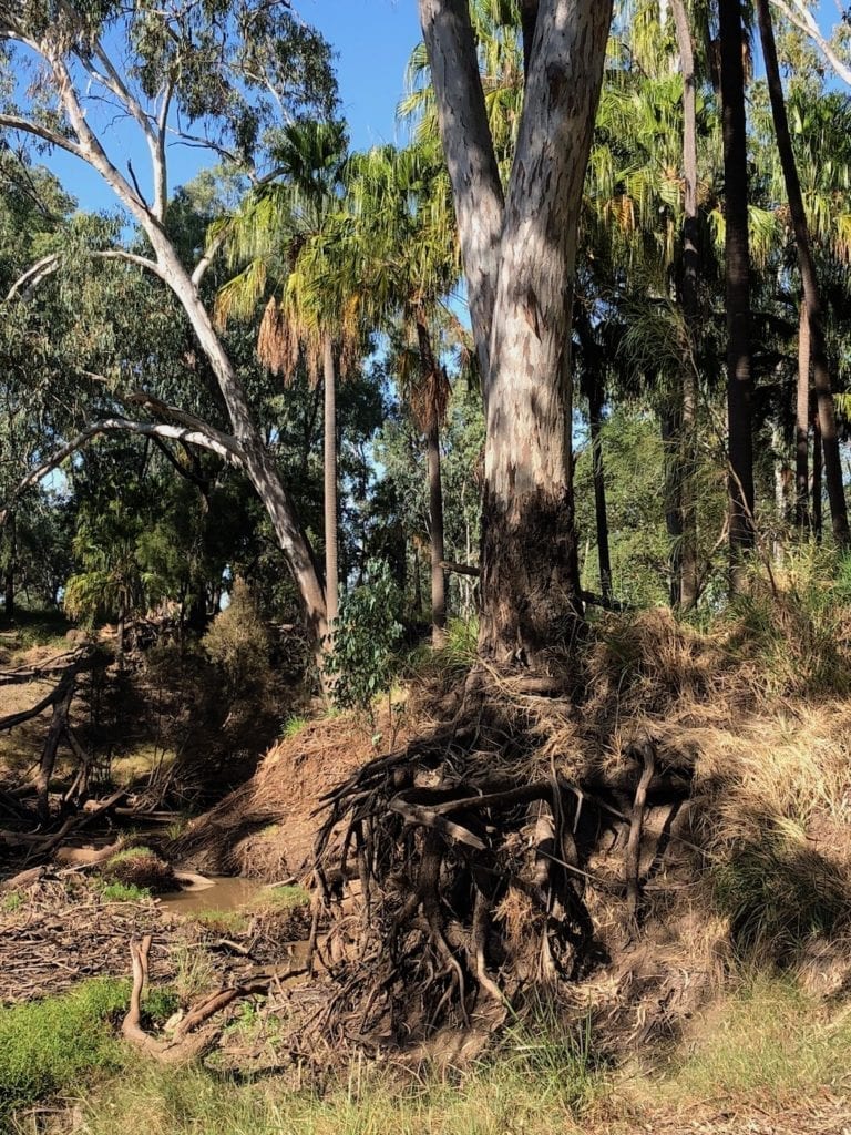 A huge river gum clinging to the bank. Cracow Beach QLD.