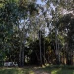 Huge trees dwarf our truck at Cracow Beach QLD.