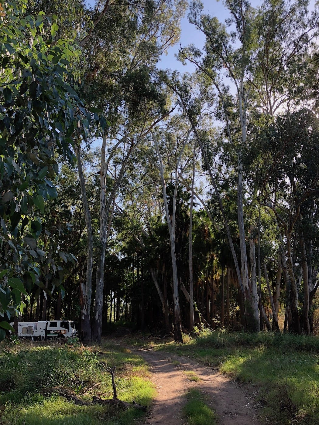 Huge trees dwarf our truck at Cracow Beach QLD.