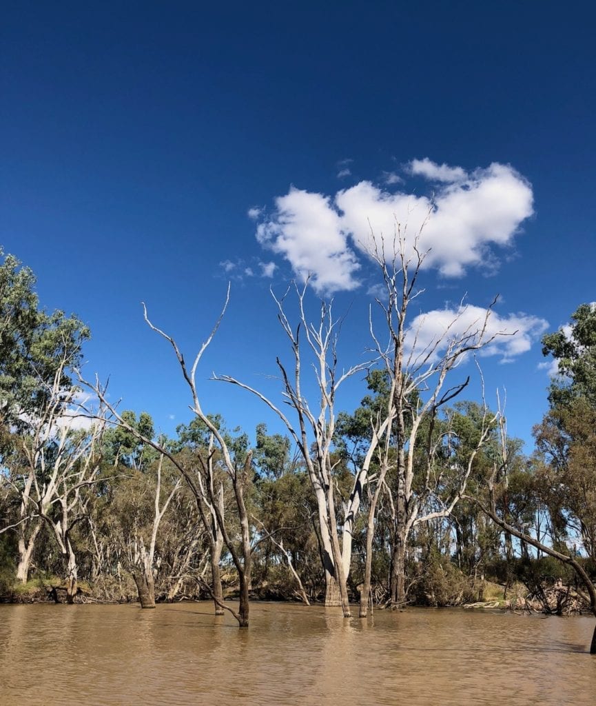 Tree graveyard. Kayaking On The Dawson River.