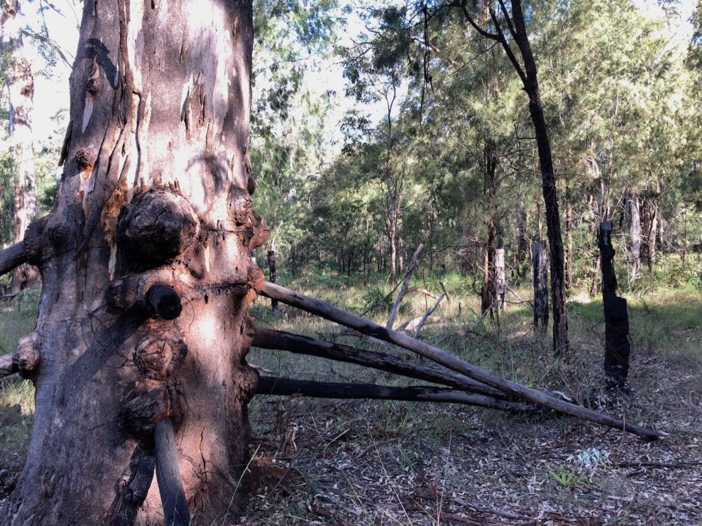 Remnants of old stock yards. Walks In Blackdown Tableland NP.