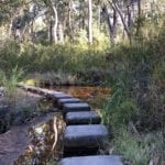 Mimosa Creek. Walks In Blackdown Tableland NP.