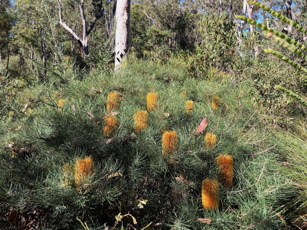 Banksias. Walks In Blackdown Tableland NP.