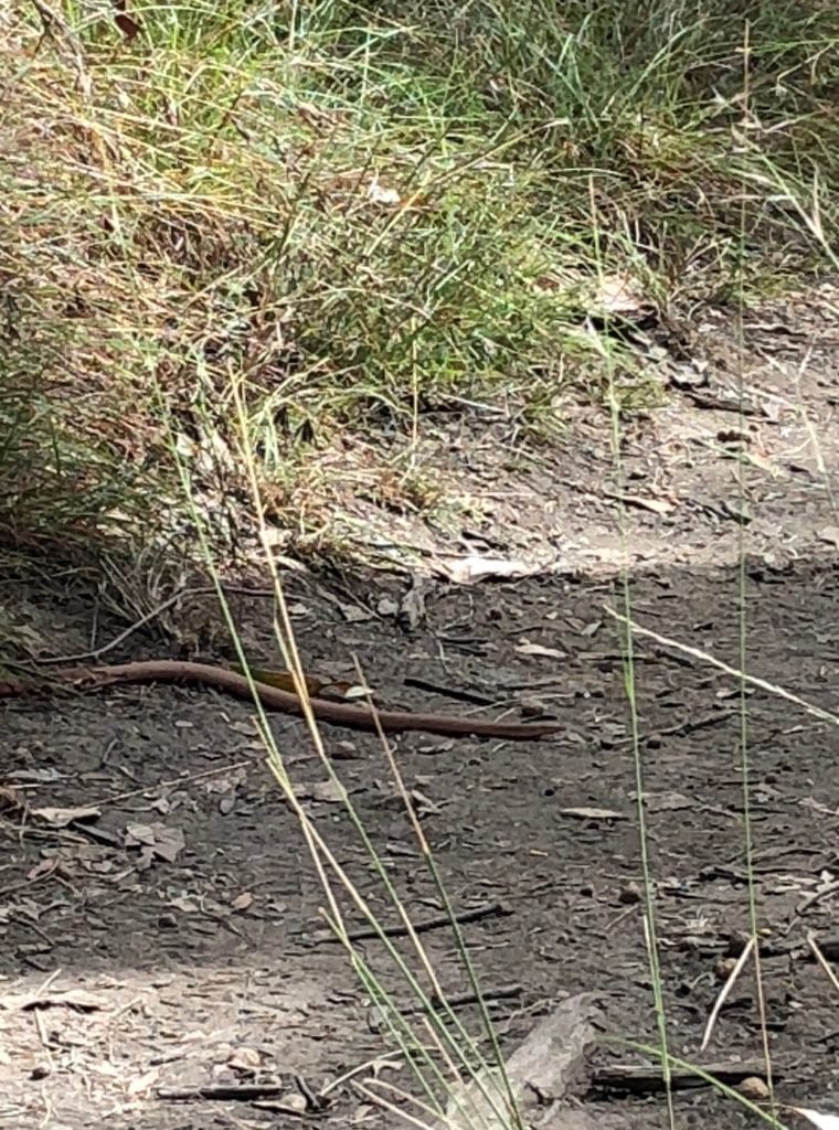 Brown snake on the track. Walks In Blackdown Tableland NP.