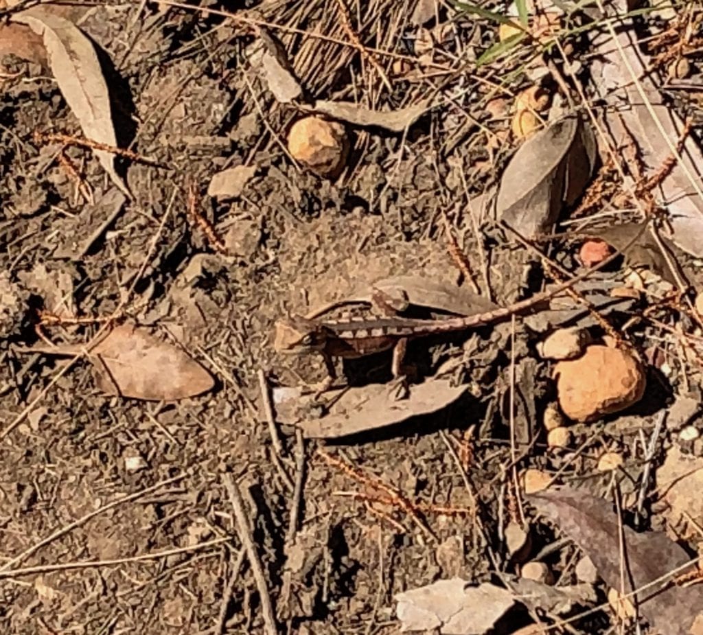 Tiny lizard. Walks In Blackdown Tableland NP.