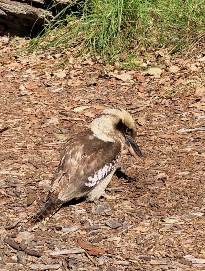 Kingfisher getting lunch at Blackdown Tableland National Park.