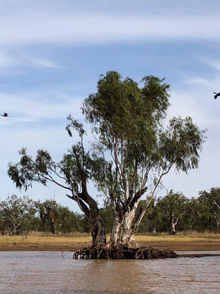 River gum at Lake Stretch (Nyarna or Stretch Lagoon).