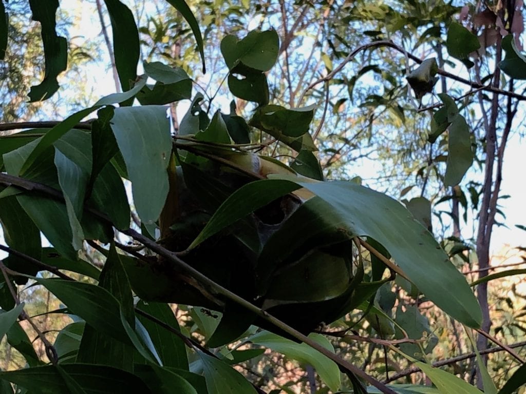 Green ants' nest, Leliyn (Edith Falls).