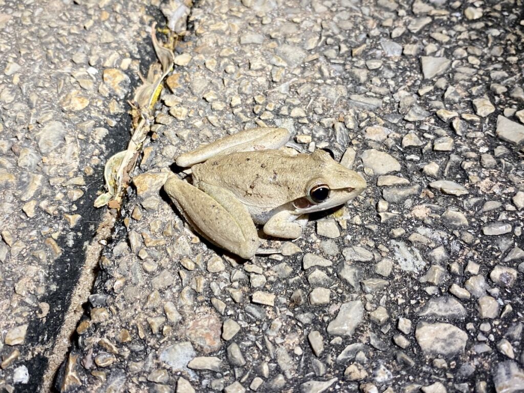 A rocket frog at Edith Falls, NT.