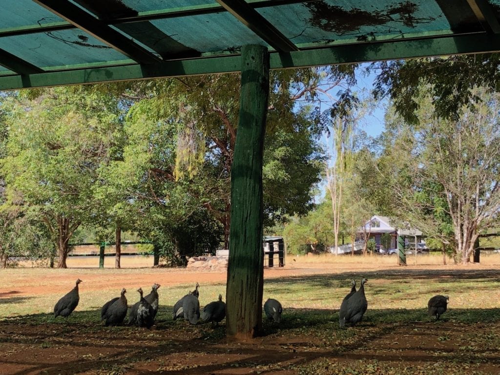 A flock of guinea fowl roamed the town at Chillagoe.