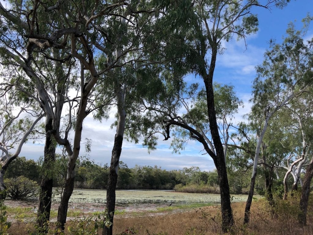 Calm waters covered in waterlilies at Horseshoe Lagoon.